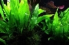 10 Fajta cryptocoryne wendt