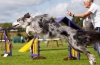 Agility kutyáknak: mi ez??