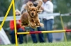 Az agility az aktív kutyák sportja oroszországban és külföldön: versenyszabályok, felszerelések, pályák