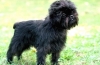 Affenpinscher