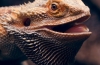 Szakállas agama (pogona vitticeps)