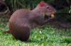 Agouti vagy púpos nyúl