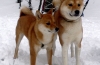 Akita inu és shiba inu: különbségek