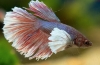 Akváriumi halkakas (betta splendens)