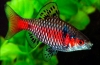 Scarlet barbus vagy tikto