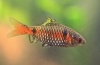 Scarlet barb (pethia padamya)