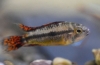 Apistogram kakadu (apistogramma cacatuoides)