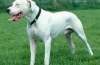 Dogo argentino