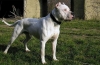 Dogo argentino