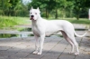 Dogo argentino: hófehérke óriásvadász