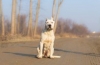 Dogo argentino