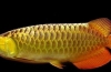 Arowana - a jura időszakból fennmaradt megjelenés