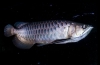 Ázsiai arowana (scleropages formosus)