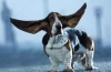 Basset hound