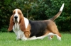 Basset hound: fajtaleírás