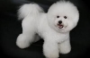 Bichon frise