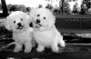 Bichon frise