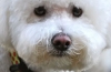 Bichon frise: toy graceful french lapdog