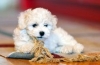 Bichon frise