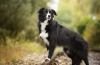 Border collie: a legokosabb kutya