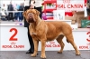 Dogue de bordeaux: a fajta jellemzői