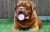 Dogue de bordeaux. Fajta jellemzői és tartási előírások