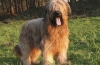 Briard: fajtaleírás