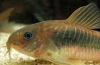 Bronz folyosó (corydoras aeneus)