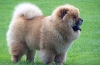 Chow chow