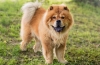 Chow chow