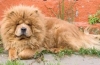 Chow chow