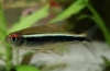 Fekete neon (hyphessobrycon herbertaxelrodi)