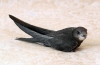 Fekete swift (apus apus)