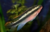 Papagájok sügér (pelvicachromis pulcher)