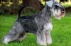 Miniatűr schnauzer, vagy törpeschnauzer