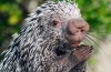 Porcupines (lat. Hystrix)