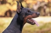 Dobermann