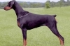 Doberman pinscher