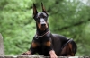 Doberman pinscher: fajtaleírás