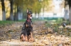 Doberman pinscher