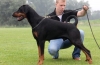 Doberman pinscher vágatlan fülekkel: előnyei és hátrányai