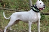 Dogo argentino