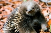 Echidna (echidna)