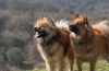 Eurasier: fajta leírása, tanácsok a kiválasztásához és gondozásához