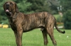 Fila brasileiro