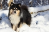 Finn lapphund