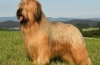 Francia briard