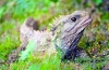 Tuatara vagy tuatara