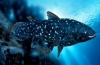 Ahol a coelacanth lakik - egy ősi keresztúszójú hal