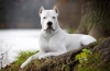 Dogo argentino: a fajta jellemzői